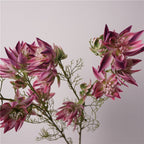 Serruria Florida Flower Decor