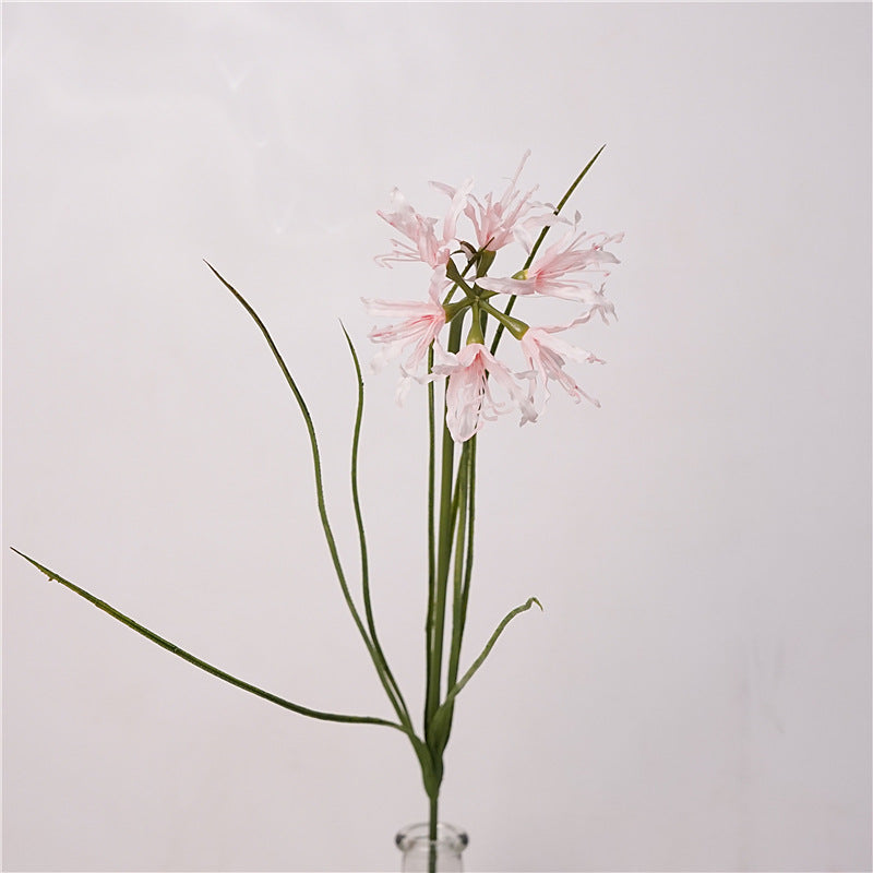 Spider Lily Bloom