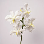 Phalaenopsis Orchids Flower Decor