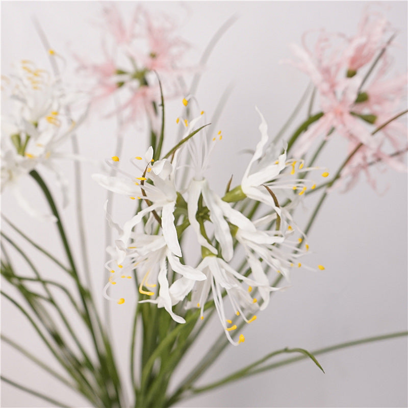Spider Lily Bloom