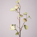 Monstera Deliciosa Plant Decor