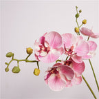 Moth Orchid Flower Decor
