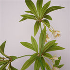 Faux Hainan Elaeocarpus Tree