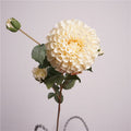 Premium Dahlia Blossom
