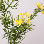 Faux Wintersweet Fern Sprig