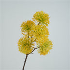 Scadoxus Genus Flower Decor