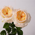 David Austin Roses Flower Decor