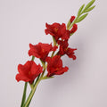Pure Gladiolus Flower Decor