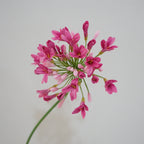 Lily Agapanthus Flower Decor