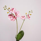Moth Orchid Flower Decor