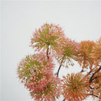 Scadoxus Genus Flower Decor