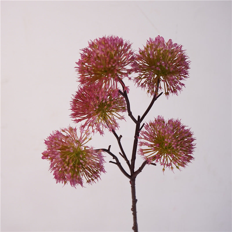 Scadoxus Genus Flower Decor