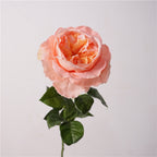 David Austin Roses Flower Decor