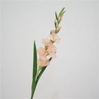 Gladiolus Flower Decor