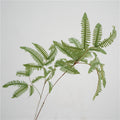Elegant Fern Foliage