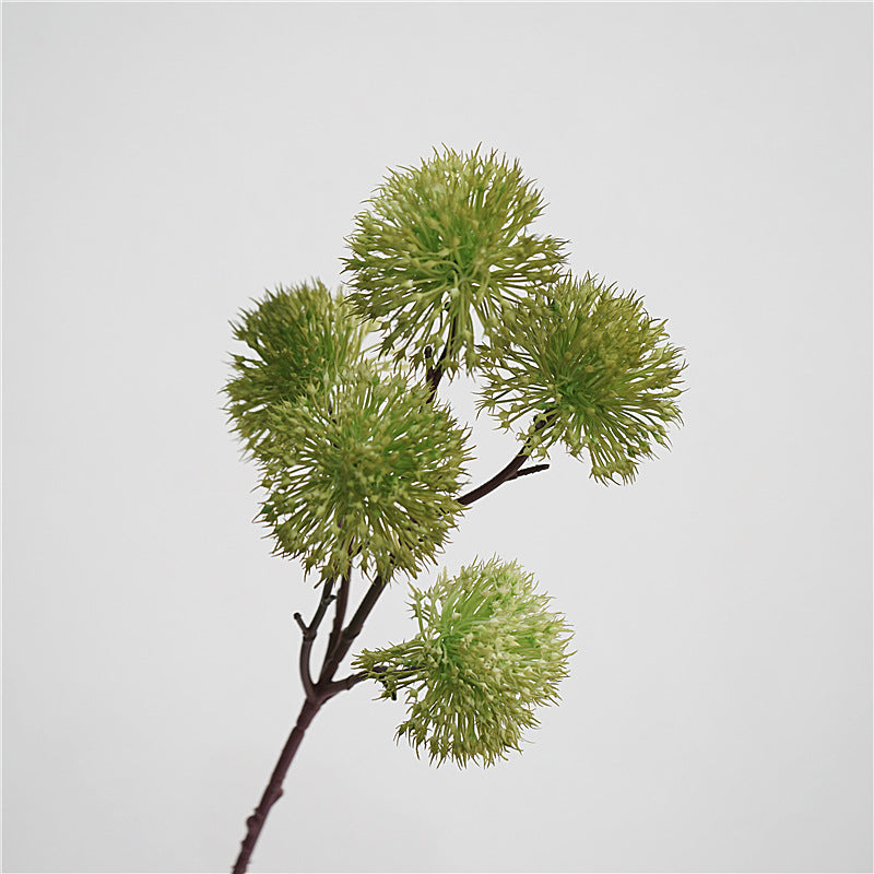 Scadoxus Genus Flower Decor
