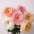 David Austin Roses Flower Decor