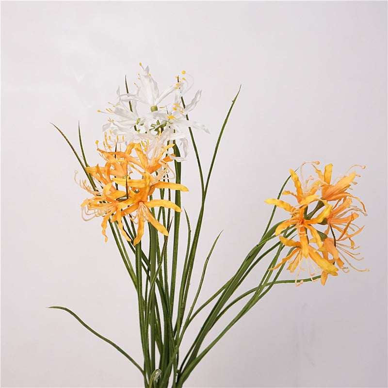 Spider Lily Bloom