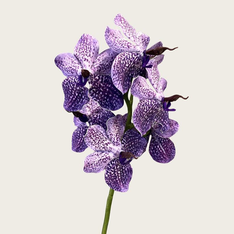 Phalaenopsis Orchids Flower Decor