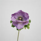 Genuine Touch Anemone