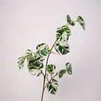 Monstera Deliciosa Plant Decor