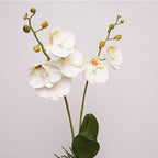 Moth Orchid Flower Decor