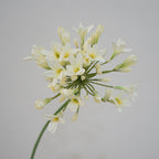 Lily Agapanthus Flower Decor