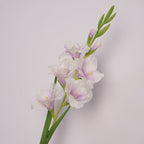 Pure Gladiolus Flower Decor