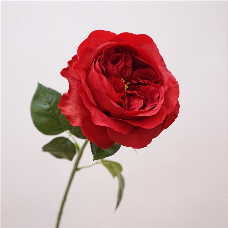 David Austin Roses Flower Decor