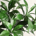 Artificial Japanese Andromeda Stem