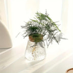 AquaRoots™ Glass Plant Propagators with Cork Lid