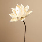 Zen Dried Flower Collection