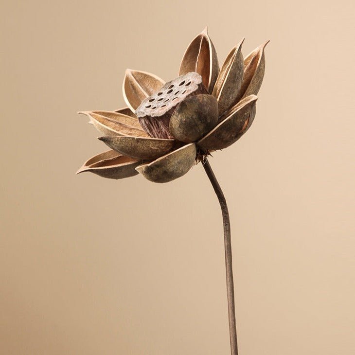 Zen Dried Flower Collection - FINAL SALE
