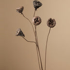 Zen Dried Flower Collection