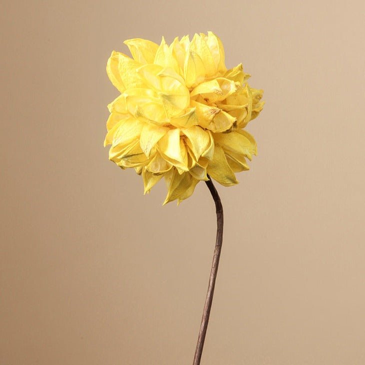 Zen Dried Flower Collection - FINAL SALE