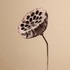 Zen Dried Flower Collection