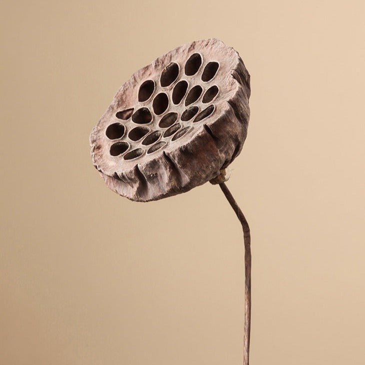 Zen Dried Flower Collection - FINAL SALE